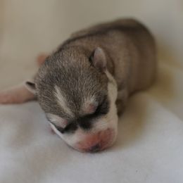 River - Sable and white Siberian Husky puppy in Wiscasset, Maine from Running with Huskies