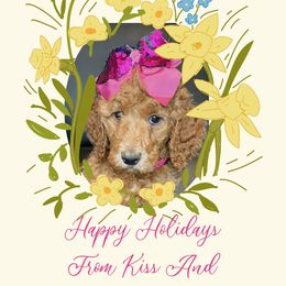Kiss - Red  Poodle puppy in Oceanside, New York from Anastasia STANDARD Poodles three four seven seven five four two three four five