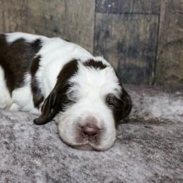 Xander - Liver white and roan male English Springer Spaniel puppy in Winchester, Kentucky from Hidden Springs Farm