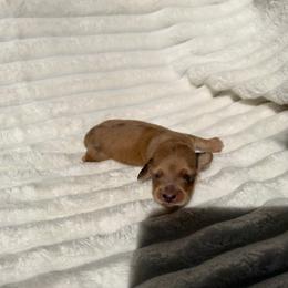 Male 2 - Cream male Dachshund puppy in Magnolia, Texas from J&R Macias Dachshunds