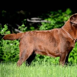 Labrador Retriever All Grown Up from Big Sky Labradors