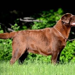 Labrador Retriever All Grown Up from Big Sky Labradors