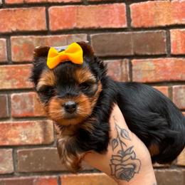 Lady - Black and tan female Yorkshire Terrier puppy in Georgia from Nalley Kennels
