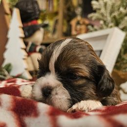 Boy 2 - Gold and white male Shih Tzu puppy in North Carolina from WillowCreek Mountain View Shih Tzu