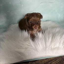 Usko - Liver male Yorkshire Terrier puppy in Tulsa, Oklahoma from Conns Cuddly Canines