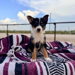 Havoc - Tri-color male Border Collie puppy in Odessa, Texas from High Velocity Stockdogs