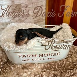 Rowan - Black and cream male Dachshund puppy in Atwood, Oklahoma from Holder’s Doxie Farm
