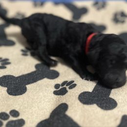 Red boy - Silver male Poodle puppy in East Wenatchee, Washington from Stylish Standards