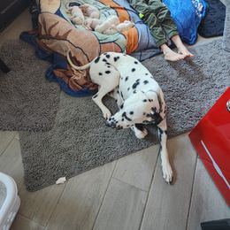 Dalmatian Puppies from America's Dalmatian Friends