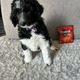 Dorito - Black female Poodle puppy in Richland, Washington from Sageland Poodles