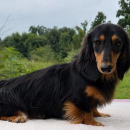 Molly - Dachshund