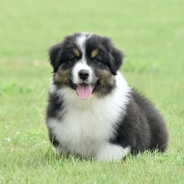 Dream - Black tri-color female Australian Shepherd puppy in Chickasha, Oklahoma from Rustic Lace