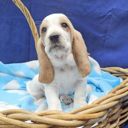 Waffles - Lemon and white male Basset Hound puppy in Big Rapids, Michigan from Basket Hound Bassets