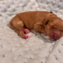 Spirit - Red  male Goldendoodle puppy in Rose Hill, North Carolina from Red Door Canines