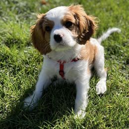 Cavalier King Charles Spaniels from Scofield Cavaliers