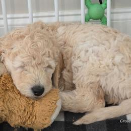 Nicolas - Cream male Goldendoodle puppy in Mullin, Texas from Grosenbacher Goldendoodles