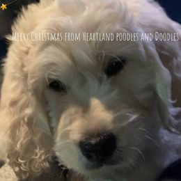 Goldendoodle Puppies from Heartland Poodles and Doodles