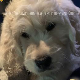 Goldendoodle Puppies from Heartland Poodles and Doodles