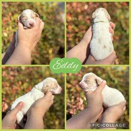 Eddy - Cream male Dachshund puppy in Wichita Falls, Texas from Long Dogs in The Falls