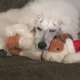 Poodles from Stephanie Zag's Poodles