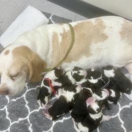 2nd Choice Baby Boy - Black tan and white male Beagle puppy in Monticello, Georgia from Beaglelove