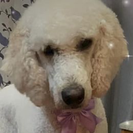 Aussiedoodles and Poodles from Trent Knabb