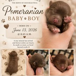 Boy 3 - Chocolate male Pomeranian puppy in Randleman, North Carolina from Luxurious Poms