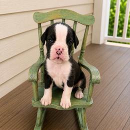 Ursula - Brindle female Boxer puppy in Abilene, Texas from L&L Euro Boxers and Small Town Shih Tzus