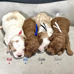 3rd pick male - Blenheim male Cavapoo puppy in Mona, Utah from Hearts Full of Puppies