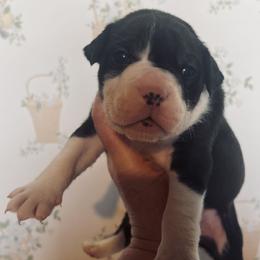4 - male Alapaha Blue Blood Bulldog puppy in Grafton, Ohio from Eclipse Alapaha Kennels