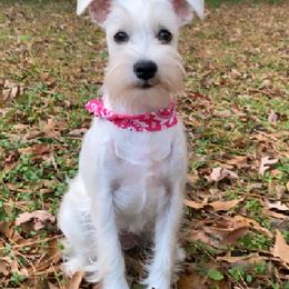 Miniature Schnauzers from Love Jones Miniature Schnauzer