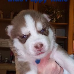 Siberian Husky Puppies from Heather's Happy Huskies