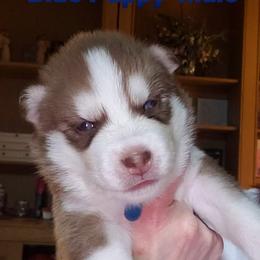 Siberian Husky Puppies from Heather's Happy Huskies