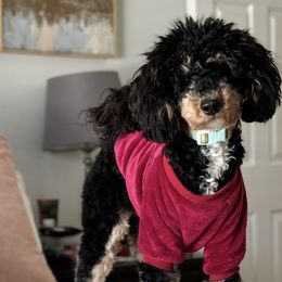 Bernedoodles, Goldendoodles, and Poodles from Anam Cara Pups