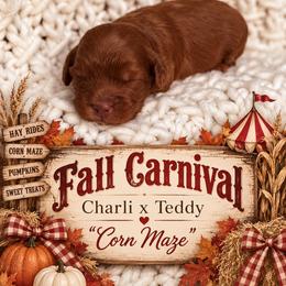 Corn Maze - Red  male Goldendoodle puppy in Nacogdoches, Texas from Designer Doodles
