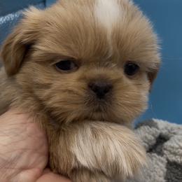 Pearl - pink collar - Cream and white female Shih Tzu puppy in Clarksburg, West Virginia from Pilgrim Shih tzu
