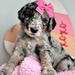 Purple - Merle female Goldendoodle puppy in Hesperia, Michigan from Red Acres Poodles & Doodles