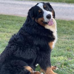 Zeus - Bernese Mountain Dog
