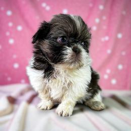 AKC-Emily - Tricolor female Shih Tzu puppy in Mooresville, North Carolina from Juji Shih Tzu
