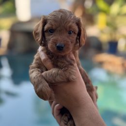 Boy 4 - Red  male Goldendoodle puppy in Kaufman, Texas from Teddy Doods: Goldendoodles & Poodles