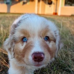 Australian Shepherd Puppies from AW Standard Aussies