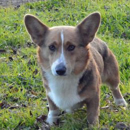 Tex - Pembroke Welsh Corgi