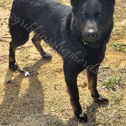 Bri - German Shepherd