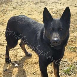 Bri - German Shepherd