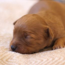 Cavapoo Puppies from Cinda's Cavapoos