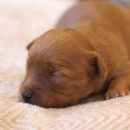 Cavapoo Puppies from Cinda's Cavapoos