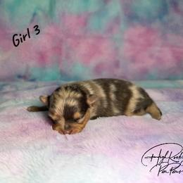Girl 2 - female Pomeranian puppy in Fort Jones, California from High Rocking Pom Poms