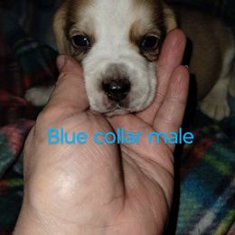 Boy 3 - Beagle puppy from Lacy's Beagles