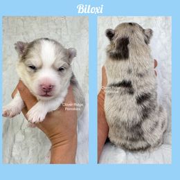 Biloxi - Merle male Pomsky puppy in Sheffield, Iowa from Clover Ridge Pomskies