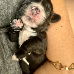 Cocker Spaniel Puppies from Priceless Pups